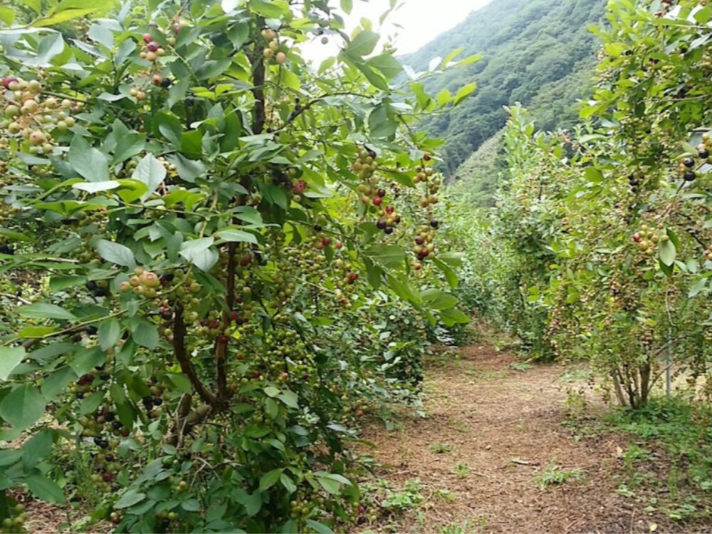 松平農園の画像です